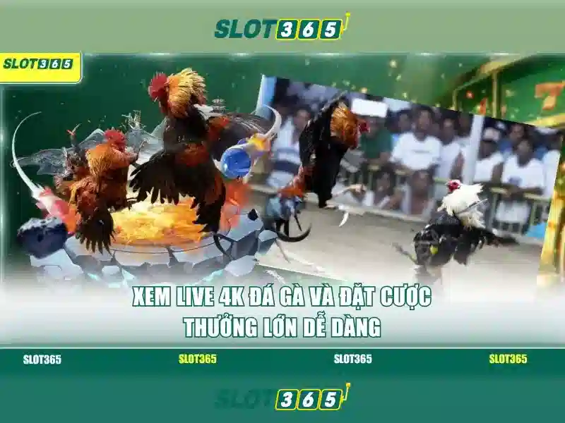 Trải nghiệm người dùng và giao diện