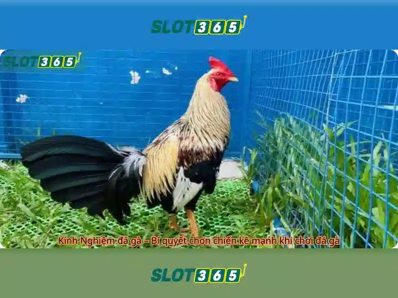 Slot365 - Nền tảng casino trực tuyến hiện đại