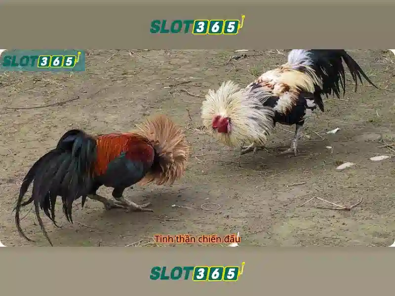 Slot365: Trải nghiệm trò chơi máy đánh bạc trực tuyến đỉnh cao Giao diện nhà cái hoàn hảo