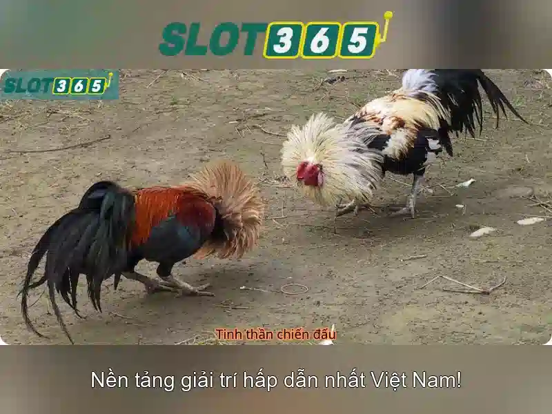 Slot365: Nền tảng slot trực tuyến uy tín và giải trí Giao diện nhà cái hoàn hảo